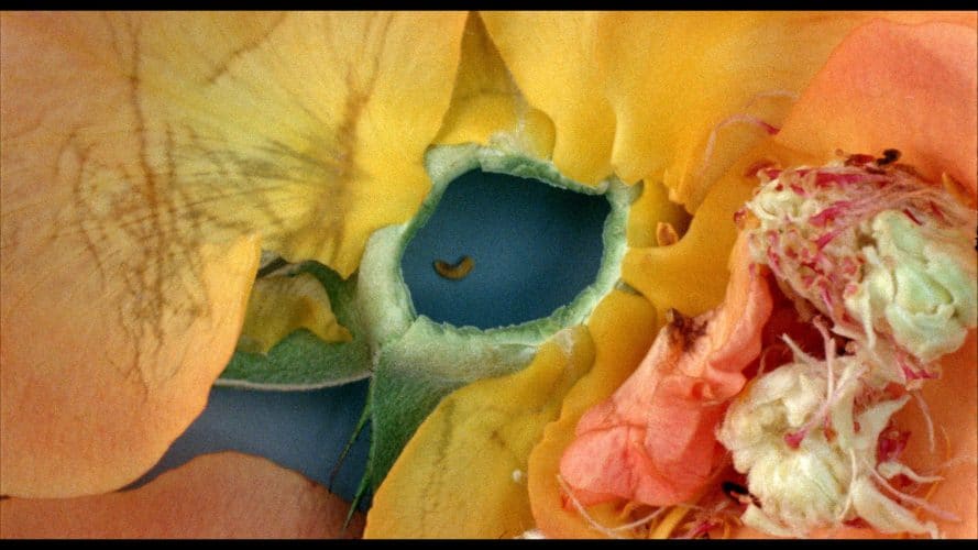 Film: The Lanthanide Series by Erin Espelie and Cloud of Petals by Sarah Meyohas