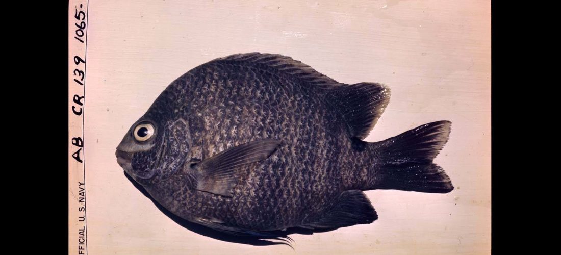 “أربع مياه – تعمق عميق” – أرجونا نومان ودينيس فيريرا دا سيلفا