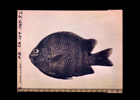 4 Waters – Deep Implicancy by Arjuna Neuman and Denise Ferreira da Silva