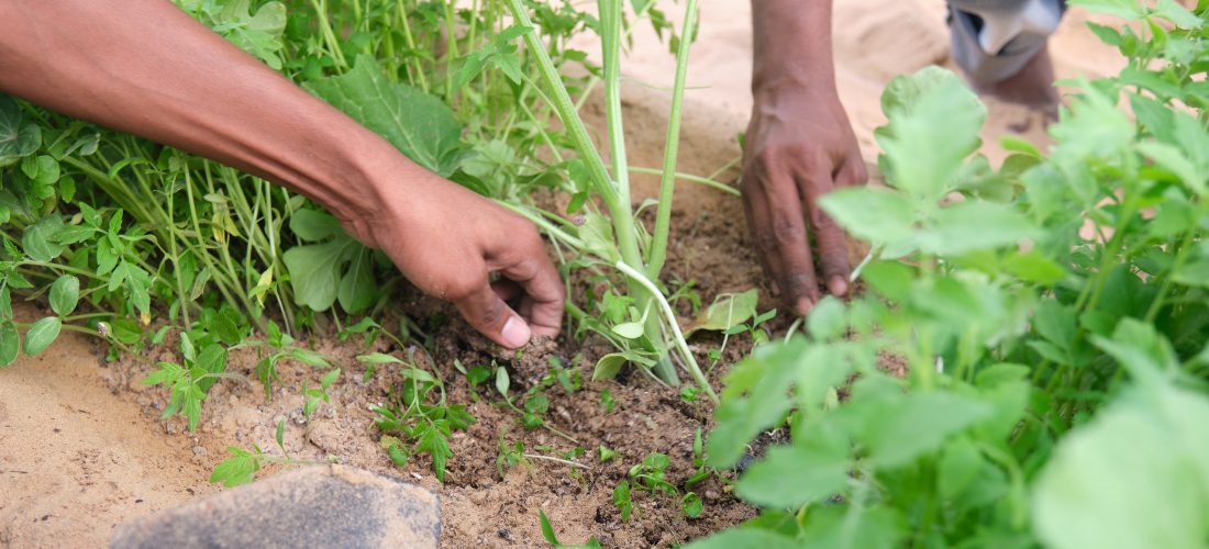 Artist’s Garden opening by Asunción Molinos Gordo