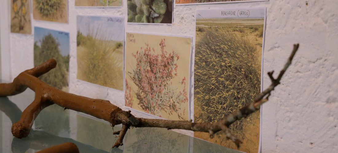 ” الصحراء هي الغابة ” من سونوج دي ونامراتا نيوج