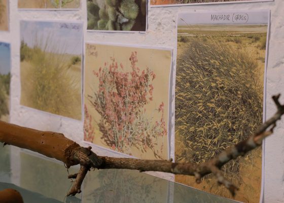 ” الصحراء هي الغابة ” من سونوج دي ونامراتا نيوج