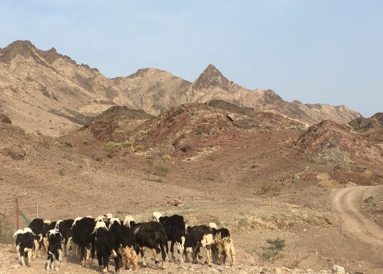 Artist’s Garden Opening by Sunoj D and Namrata Neog