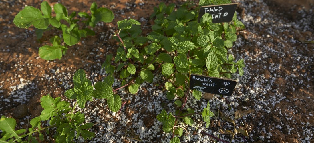 Jaddaf Community Garden