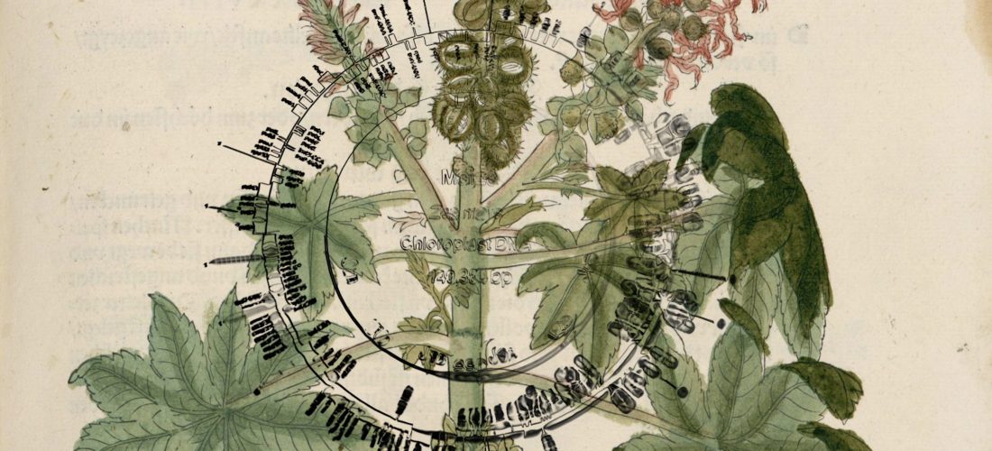 Film: Linnaeus and the Terminator Seed by Pedro Neves Marques