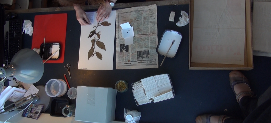 فيلم: الرغبة في نظام عضوي