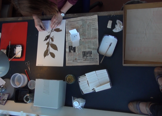 Film: A Desire for Organic Order by Lyndsay Mann