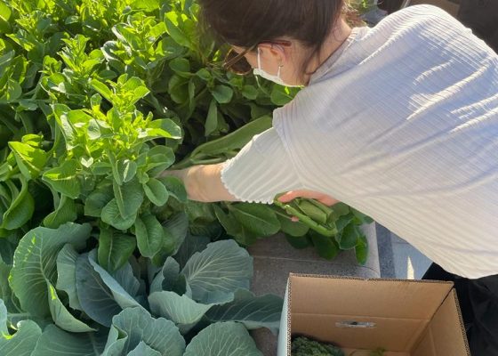 Jaddaf Community Garden | February planting and harvest day