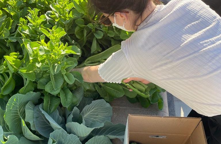 Jaddaf Community Garden | February planting and harvest day