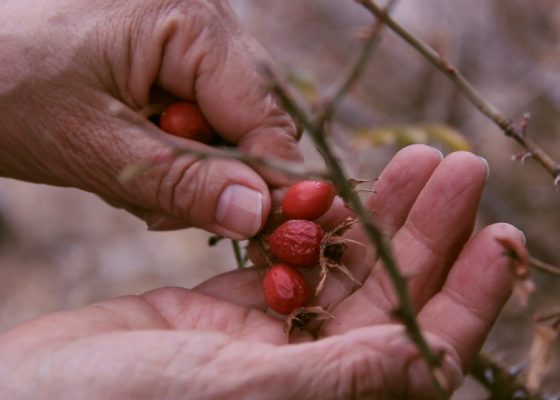 Staple – an artists’ film programme