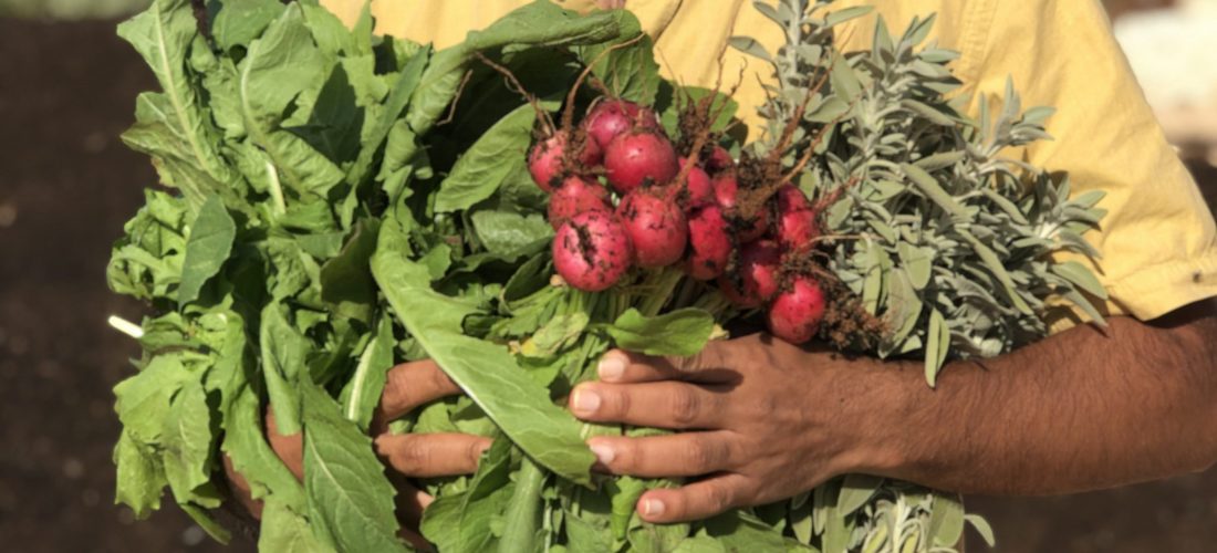 Expert-led gardening programme: My Winter Garden