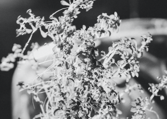 Walk and Workshop – Other Lives, Without Us. With Kiran Kannan