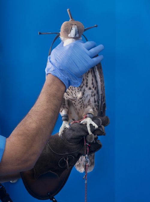 Farah Al Qasimi, Falcon Hospital 2 (Blue Glove), 2016, Archival Inkjet Print, 68.6 x 50.8 cm. Art Jameel Collection. Image courtesy of the artist and The Third Line. 