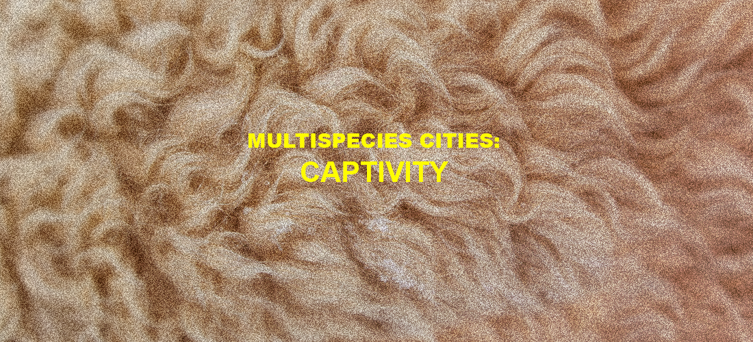 مجموعة قراءة: Multispecies Cities – Captivity