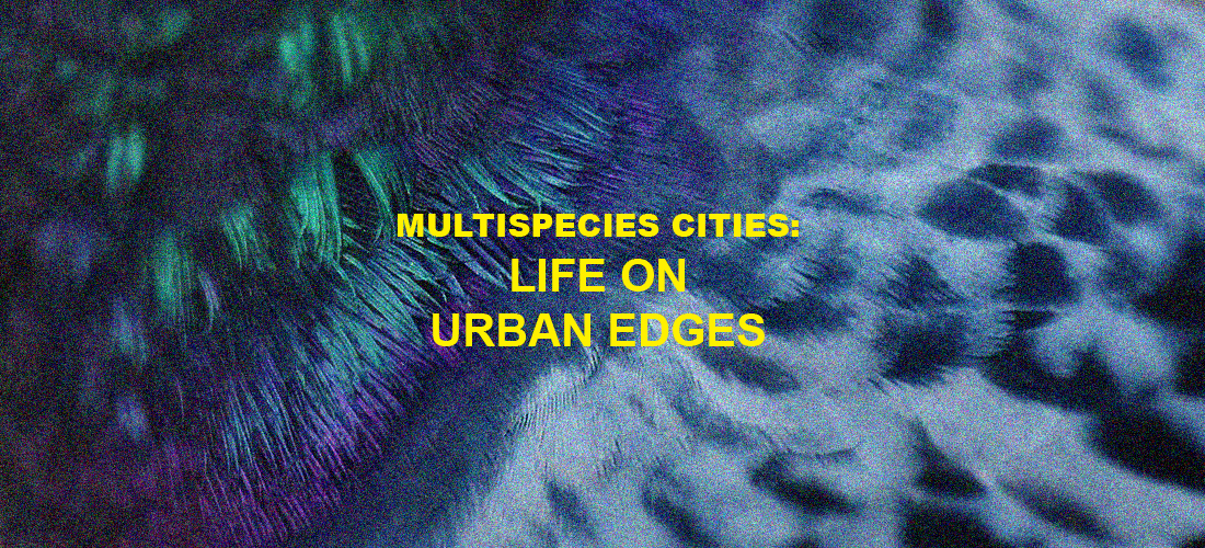 مجموعة قراءة: Multispecies Cities – Life on Urban Edges