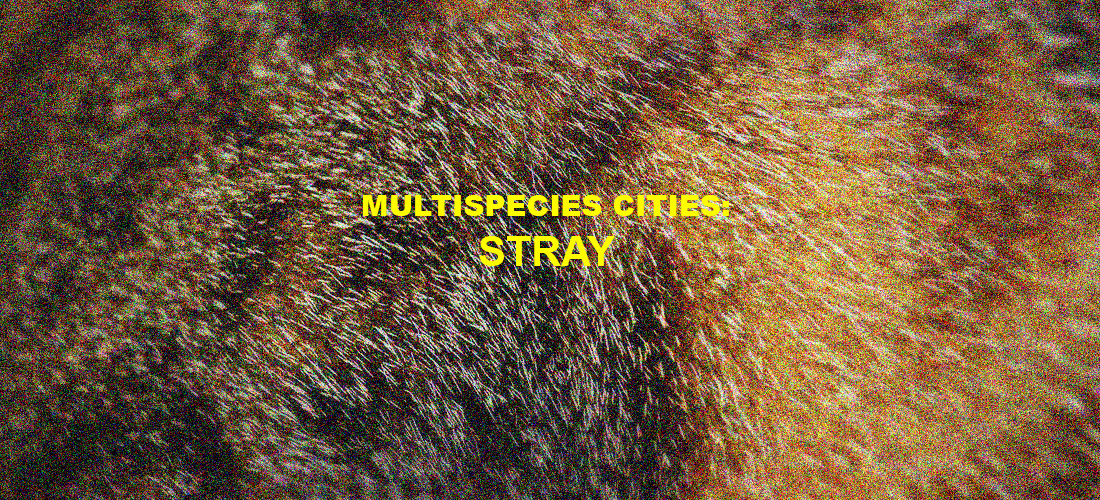 مجموعة قرائة: Multispecies Cities – Stray