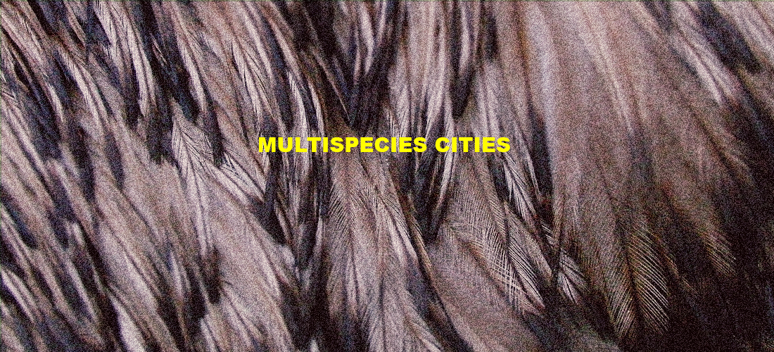Reading Group: Multispecies Cities