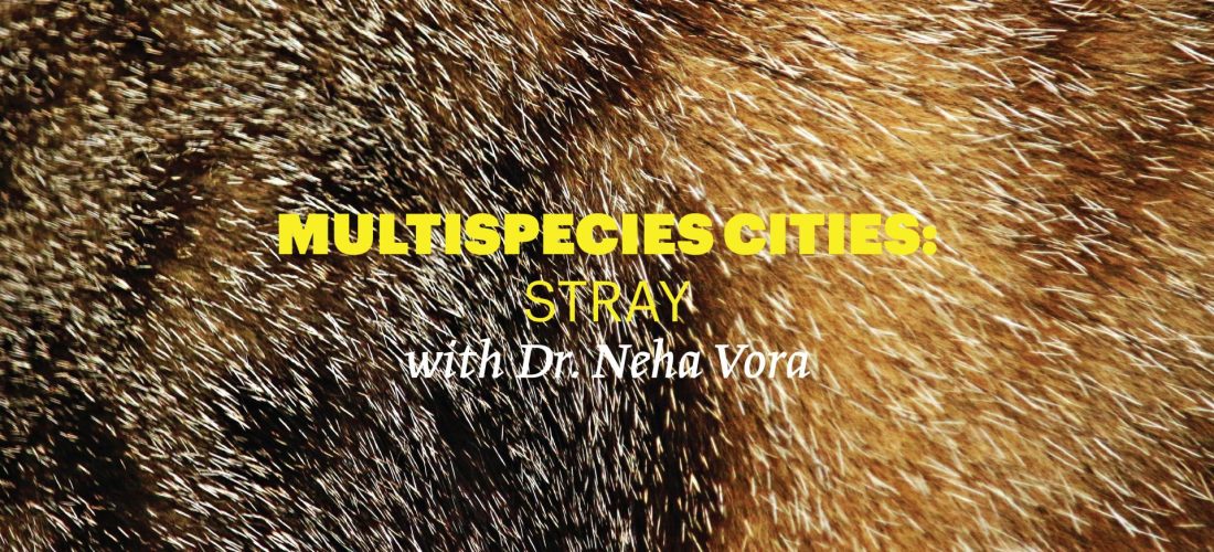 Reading Group: Multispecies Cities – Stray