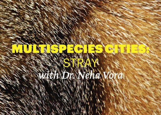 Reading Group: Multispecies Cities – Stray