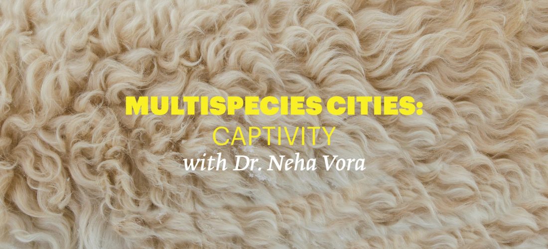 Reading Group: Multispecies Cities – Captivity